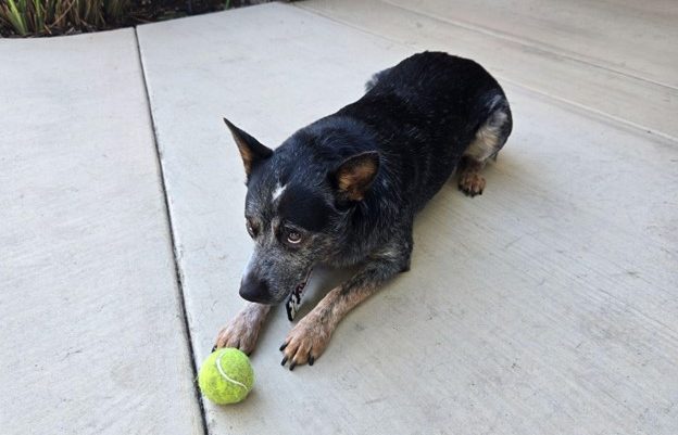 Seniors participating in wellness activities in an independent living community